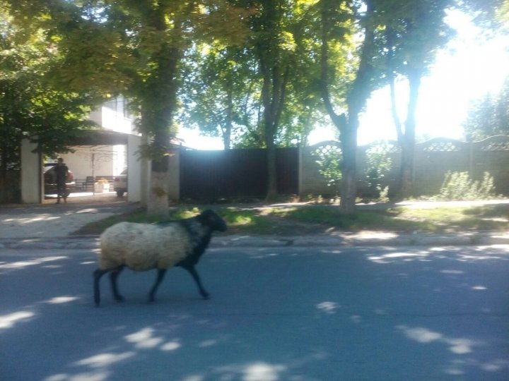 Altfel de "pietoni" în Capitală. Ce au văzut şoferii care au circulat pe strada Belinski (FOTO)