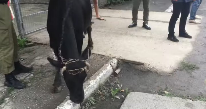 Protest cu vaci la Ungheni. Motivul pentru care mai mulţi fermieri şi-au adus animalele domestice în faţa unui bar care aparţine liderului local al PPDA