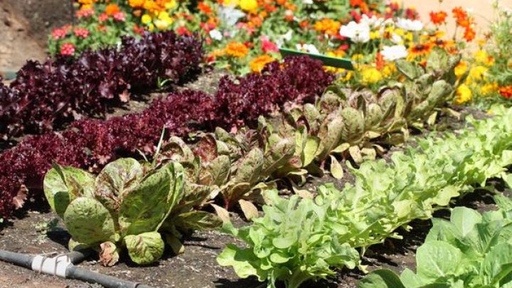 Soluții naturale să scapi de dăunătorii din grădina de legume sau de flori