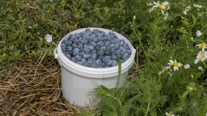 Îţi lasă gura apă. Un fermier din raionul Străşeni, care deţine o plantaţie dulce, a scos în vânzare afine (FOTOREPORT)