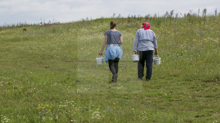 Îţi lasă gura apă. Un fermier din raionul Străşeni, care deţine o plantaţie dulce, a scos în vânzare afine (FOTOREPORT)