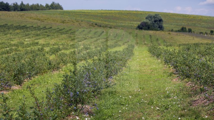 Îţi lasă gura apă. Un fermier din raionul Străşeni, care deţine o plantaţie dulce, a scos în vânzare afine (FOTOREPORT)