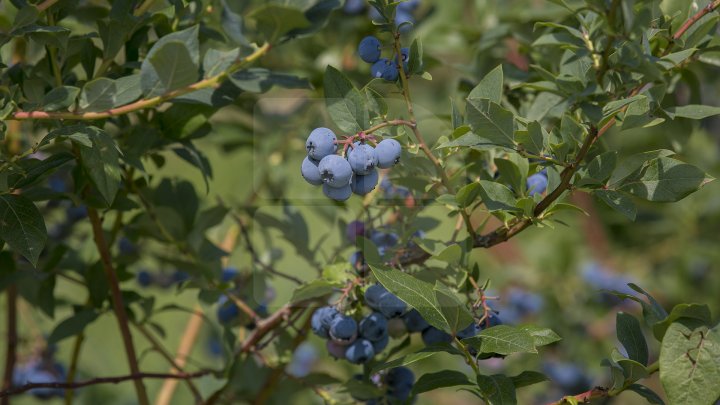 Îţi lasă gura apă. Un fermier din raionul Străşeni, care deţine o plantaţie dulce, a scos în vânzare afine (FOTOREPORT)