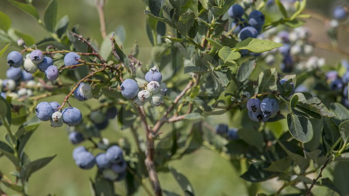 Îţi lasă gura apă. Un fermier din raionul Străşeni, care deţine o plantaţie dulce, a scos în vânzare afine (FOTOREPORT)