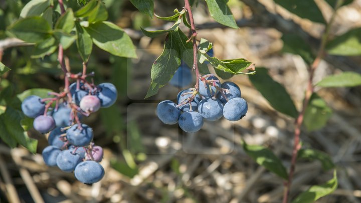 Îţi lasă gura apă. Un fermier din raionul Străşeni, care deţine o plantaţie dulce, a scos în vânzare afine (FOTOREPORT)