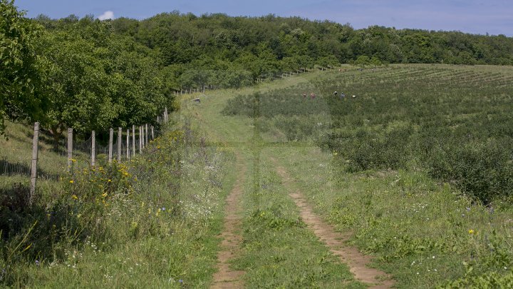 Îţi lasă gura apă. Un fermier din raionul Străşeni, care deţine o plantaţie dulce, a scos în vânzare afine (FOTOREPORT)