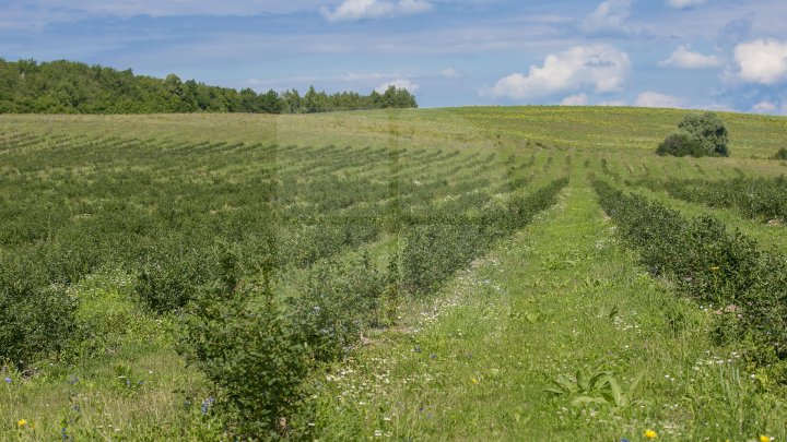 Îţi lasă gura apă. Un fermier din raionul Străşeni, care deţine o plantaţie dulce, a scos în vânzare afine (FOTOREPORT)