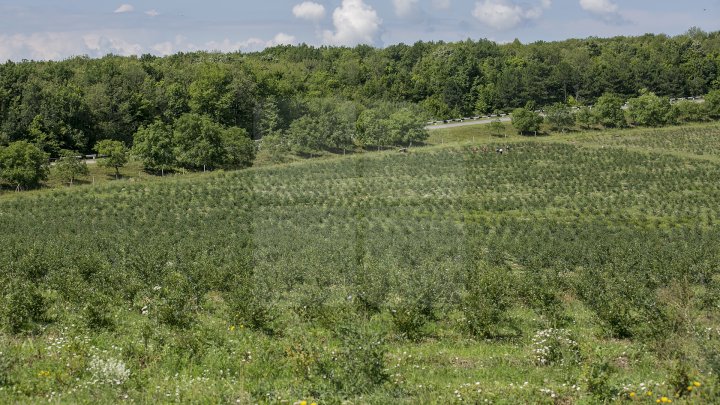 Îţi lasă gura apă. Un fermier din raionul Străşeni, care deţine o plantaţie dulce, a scos în vânzare afine (FOTOREPORT)