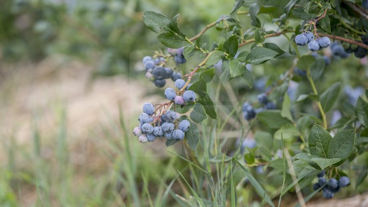 Îţi lasă gura apă. Un fermier din raionul Străşeni, care deţine o plantaţie dulce, a scos în vânzare afine (FOTOREPORT)