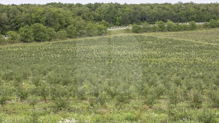 Îţi lasă gura apă. Un fermier din raionul Străşeni, care deţine o plantaţie dulce, a scos în vânzare afine (FOTOREPORT)