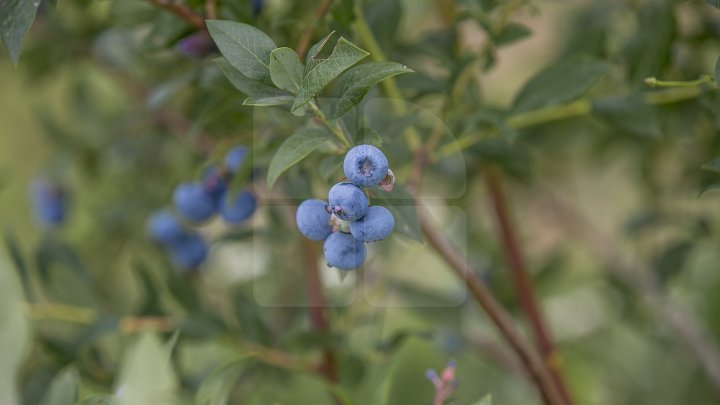 Îţi lasă gura apă. Un fermier din raionul Străşeni, care deţine o plantaţie dulce, a scos în vânzare afine (FOTOREPORT)