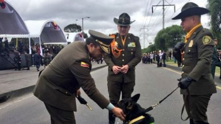 Un câine din Columbia este unul dintre cei mai bine păziți din lume. Ce a făcut acesta 