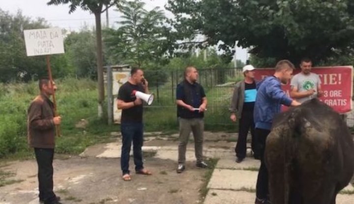 Protest cu vaci la Ungheni. Motivul pentru care mai mulţi fermieri şi-au adus animalele domestice în faţa unui bar care aparţine liderului local al PPDA