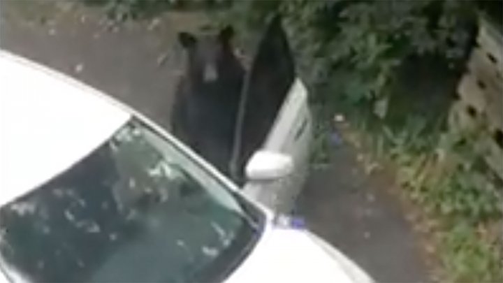 Maşina unor americani aflaţi în vacanţă a fost spartă de un urs. Ce a luat din autoturism (VIDEO)