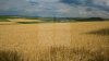 STUDIU: Estimările privind producţia de grâu a UE, la cel mai redus nivel din ultimii şase ani