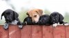 Magazinele care vând pui de câini şi pisici vor fi interzise în Marea Britanie