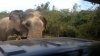 Un bărbat suspectat de braconaj a fost călcat de un elefant şi devorat de lei