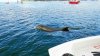 O plajă din Franța, închisă din cauza unui delfin aflat în perioadă de împerechere