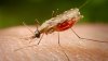 BINE DE ŞTIUT! De ce te pișcă țânțarii cel mai mult de picioare