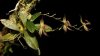 Botaniştii au descoperit o nouă specie de orhidee. Cum arată planta