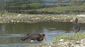 Trei cocostârci negri născuţi într-o grădină zoologică din Kiev au fost eliberaţi