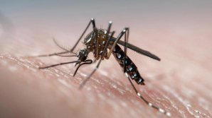 Al doilea deces cauzat de virusul West Nile, în apropiere de Moldova. Nu există vaccin sau tratament specific