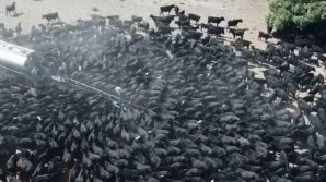 SECETĂ EXTREMĂ ÎN AUSTRALIA. Momentul în care sute de vite se înghesuie să bea apă dintr-o cisternă