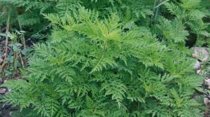 Ambrozia, duşmanul nr. 1 al persoanelor alergice. Polenul plantei duce la complicaţii severe