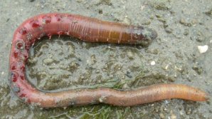 Descoperire IMPORTANTĂ pe o plajă. Ar putea fi donatorul UNIVERSAL de sânge pentru oameni