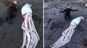 Un calamar gigant, descoperit de scafandri pe o plajă din Noua Zeelandă