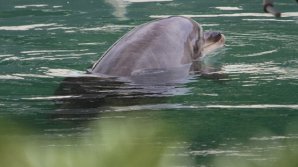 Un delfin şi mai mulţi pinguini, găsiţi într-o stare jalnică într-un acvariu părăsit