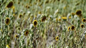 Seceta provoacă pagube de UN MILIARD DE EURO fermierilor din Germania