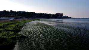 Invazie de alge toxice și meduze în apele din nordul Europei. Explicaţia specialiştilor