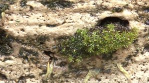 Sculpturile lui Constantin Brâncuși din Târgu Jiu sunt afectate de muşchi şi licheni