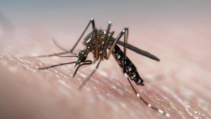 Al doilea deces cauzat de virusul West Nile, în apropiere de Moldova. Nu există vaccin sau tratament specific