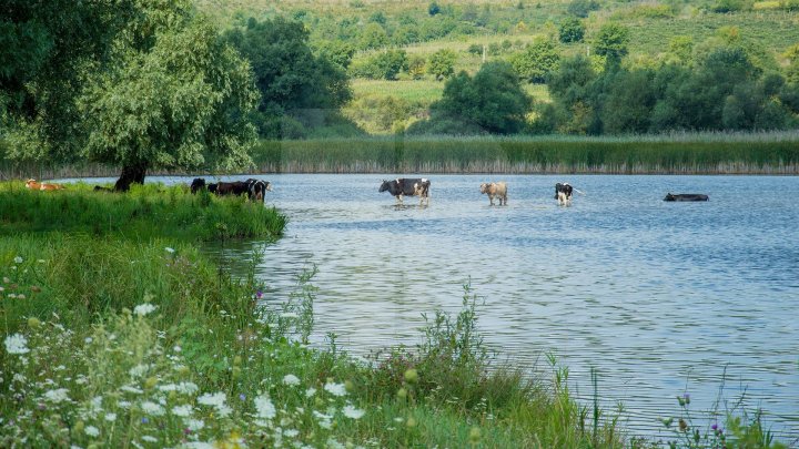 Vremea caniculară se menține în continuare! Câte grade vor indica termometrele