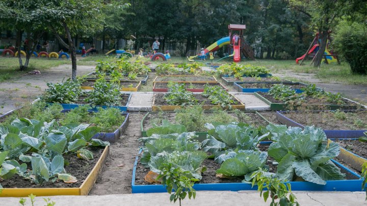 Un exemplu demn de urmat. Picii unei grădinițe din Capitală cresc legume în curtea instituției (GALERIE FOTO)