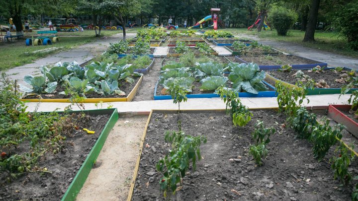 Un exemplu demn de urmat. Picii unei grădinițe din Capitală cresc legume în curtea instituției (GALERIE FOTO)