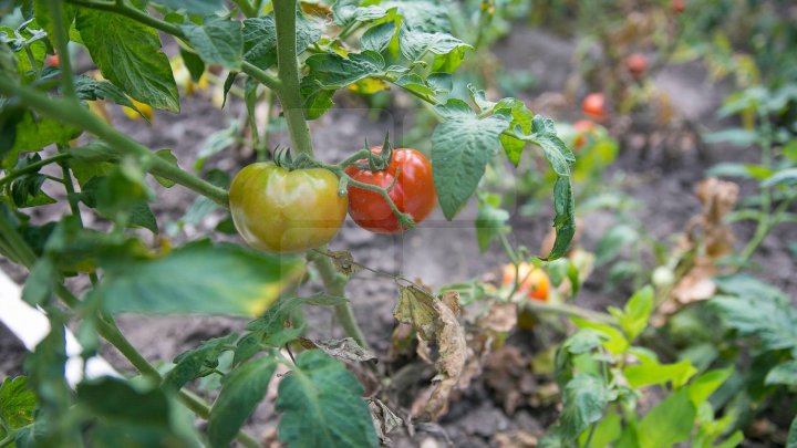 Un exemplu demn de urmat. Picii unei grădinițe din Capitală cresc legume în curtea instituției (GALERIE FOTO)