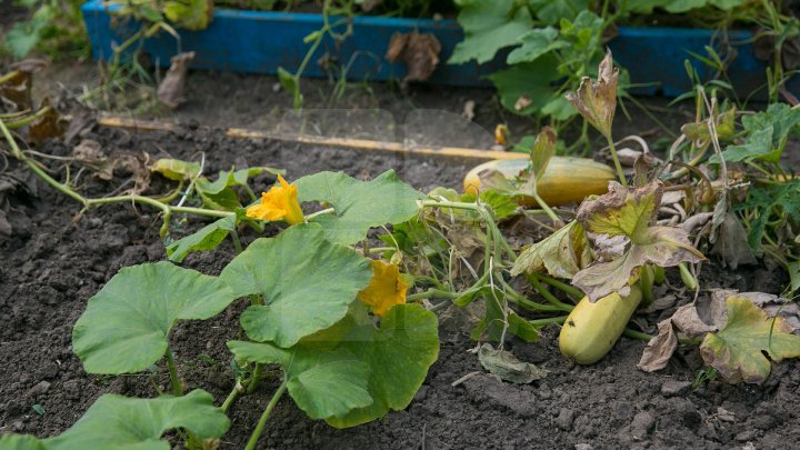 Un exemplu demn de urmat. Picii unei grădinițe din Capitală cresc legume în curtea instituției (GALERIE FOTO)