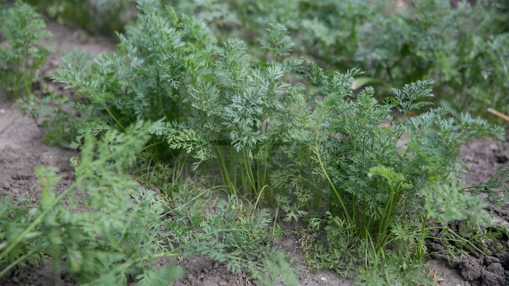 Un exemplu demn de urmat. Picii unei grădinițe din Capitală cresc legume în curtea instituției (GALERIE FOTO)