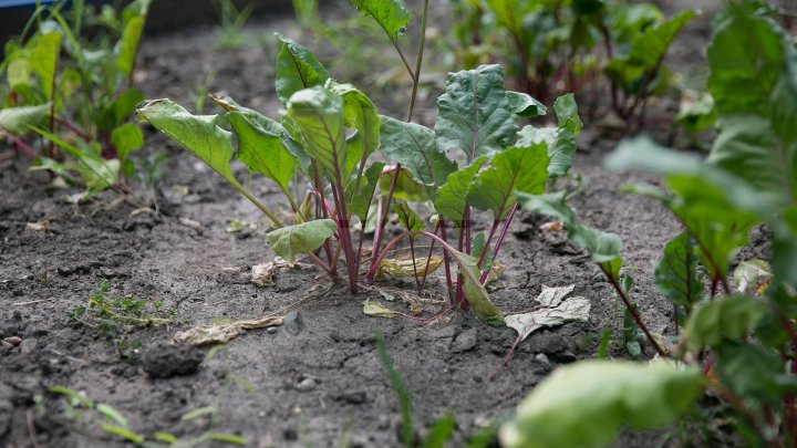 Un exemplu demn de urmat. Picii unei grădinițe din Capitală cresc legume în curtea instituției (GALERIE FOTO)