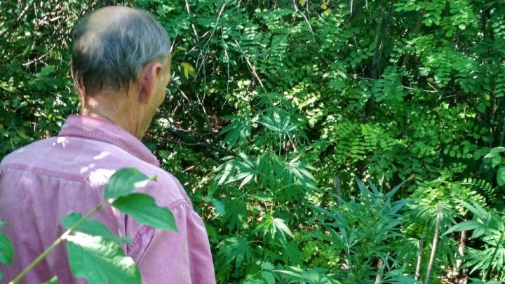 Cel mai grijuliu "agricultor" din Edineţ. Poliţia de frontieră i-a făcut o vizită "surpriză" (FOTO)