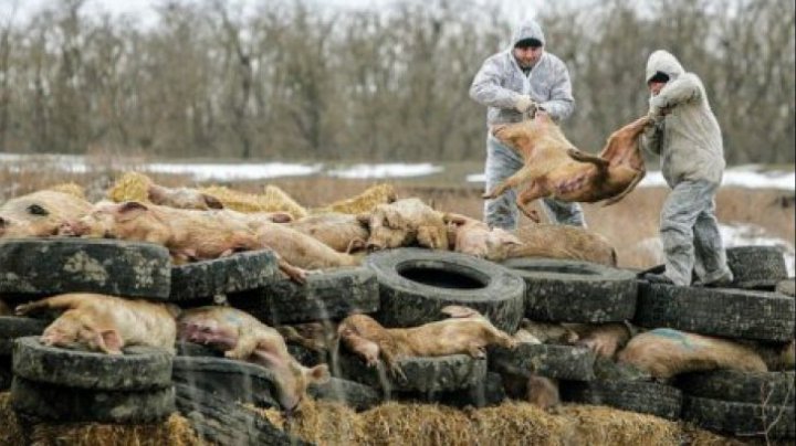 Pesta porcina scapă de sub control în România! S-a extins în 98 de localități