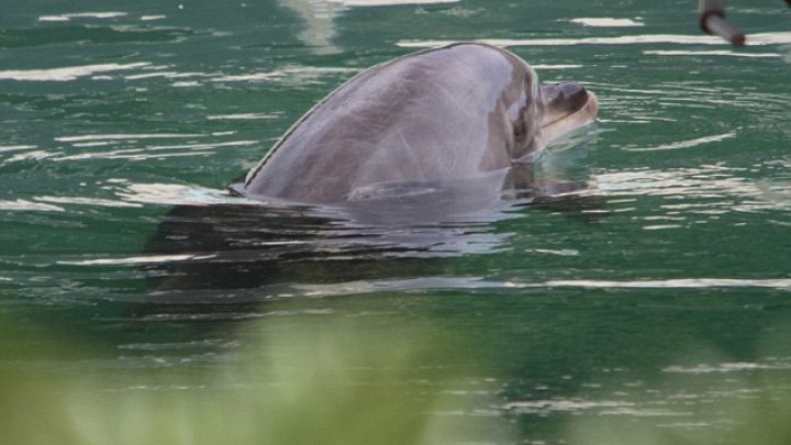 Un delfin şi mai mulţi pinguini, găsiţi într-o stare jalnică într-un acvariu părăsit