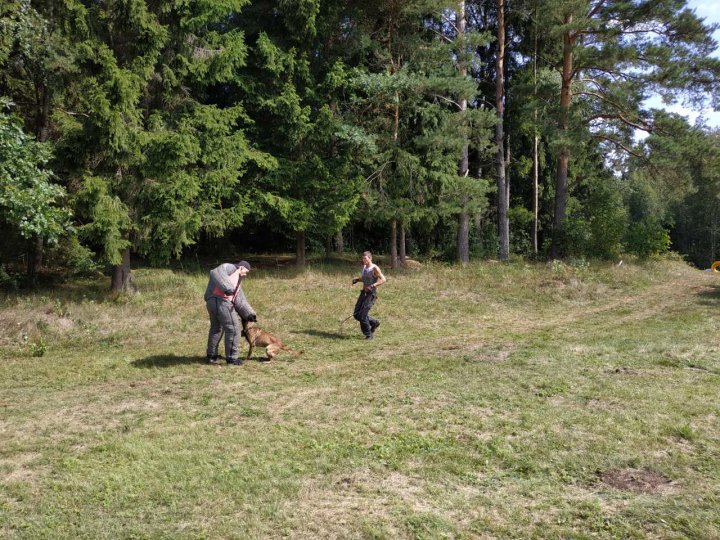 Câinii Poliţiei de Frontieră, vedete la un concurs din Letonia. Au traversat locuri mlăștinoase și s-au târât sub plase