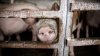 Focare de pestă porcină în 300 de localități din România. Peste 362.600 de porci au fost nimiciţi