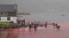 Imagini dramatice! Sute de delfini, sacrificaţi pe o plajă din Insulele Feroe (VIDEO)