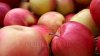 Recoltă record: Pomicultorii au strâns 600.000 de tone de mere în 2018