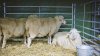 Afacere cu oi din Franţa. Povestea moldoveanului care a adus în premieră în ţara noastră o rasă franceză de ovine